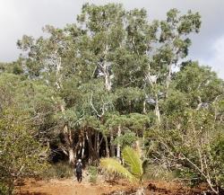 Alison by old melaleuca trees on Ile Ouen